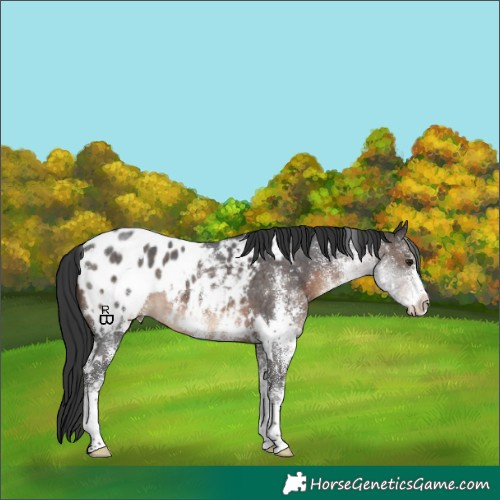 Horse Color:White Spotted Brown Appaloosa 