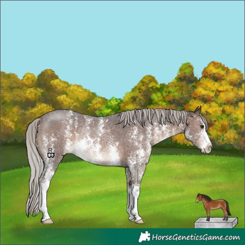 Horse Color:Silver Brown Sabino Rabicano 