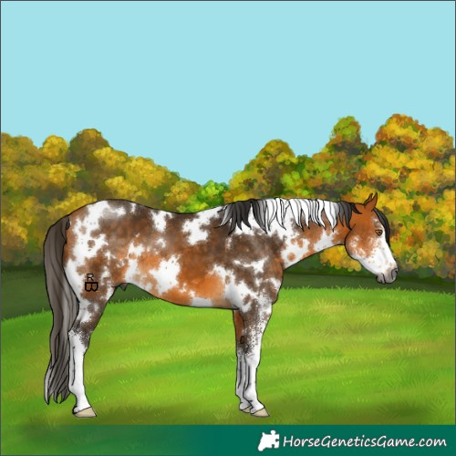 Horse Color:Gray White Spotted Buckskin Sabino 
