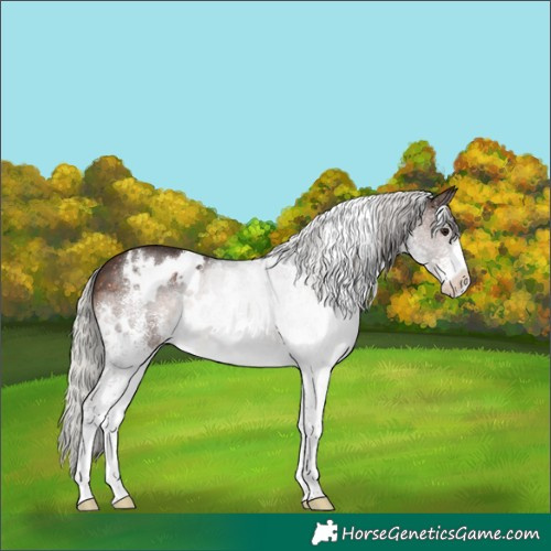 Horse Color:White Spotted Silver Brown