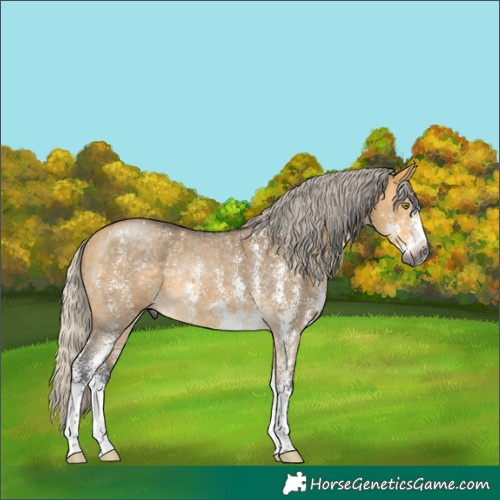 Horse Color:Gray Silver Buckskin Dun Sabino Rabicano 