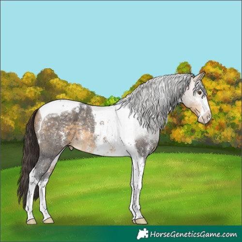 Horse Color:Buckskin Sabino Tobiano Appaloosa
