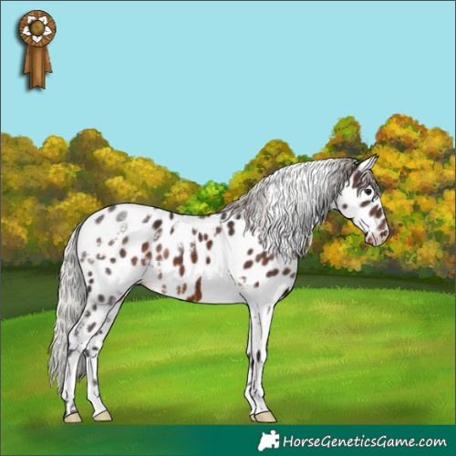 Horse Color:White Spotted Silver Brown Appaloosa 