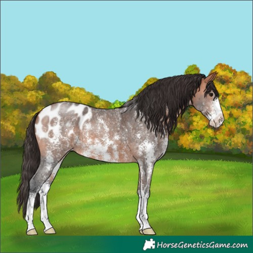 Horse Color:Bay Sabino Appaloosa
