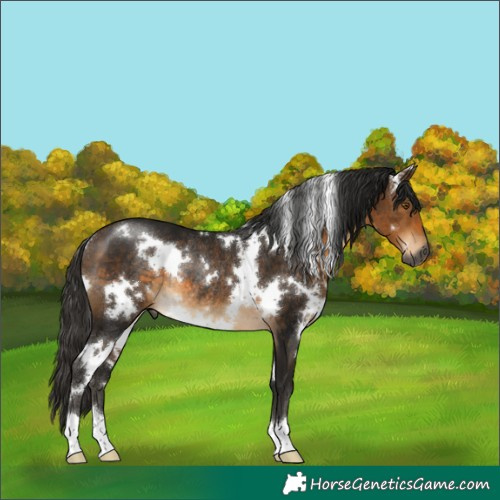 Horse Color:Gray White Spotted Buckskin Rabicano 