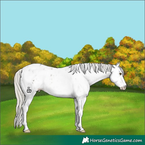 Horse Color:White Spotted Silver Buckskin Sabino Appaloosa 