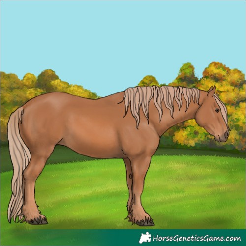 Horse Color:Chestnut 