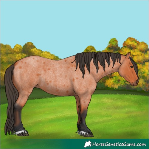 Horse Color:Bay Roan 