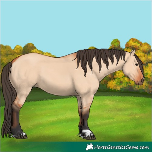 Horse Color:Bay Dun 