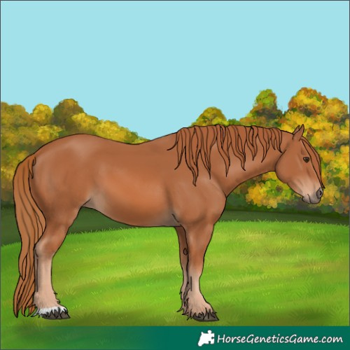 Horse Color:Chestnut 