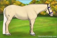 Horse Color:Silver Amber Cream Champagne Dun 