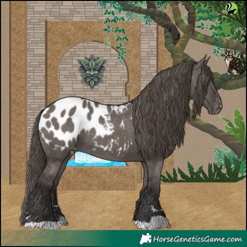 Horse Color:Smoky Grullo Appaloosa