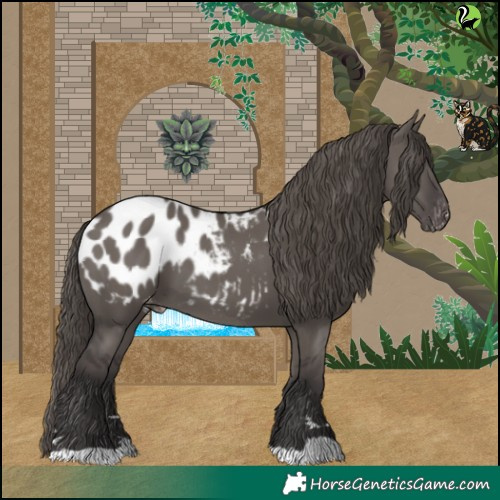 Horse Color:Smoky Grullo Appaloosa