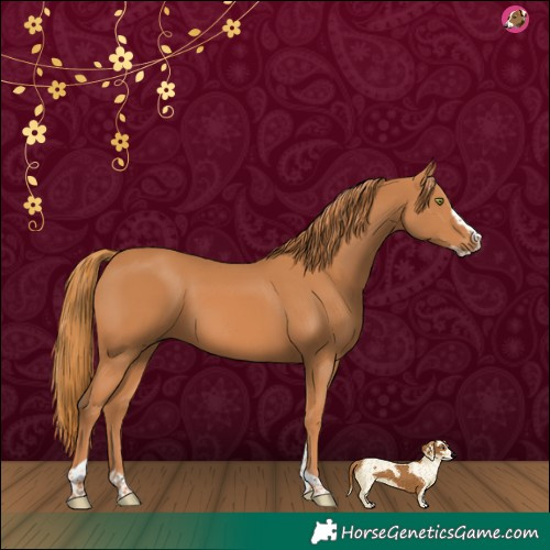 Horse Color:Chestnut Splash Tobiano