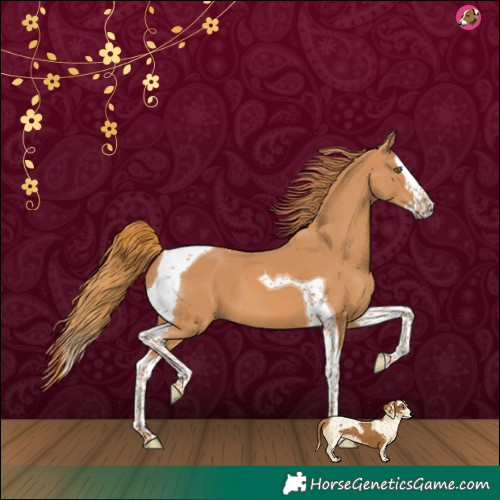 Horse Color:Chestnut Splash Tobiano
