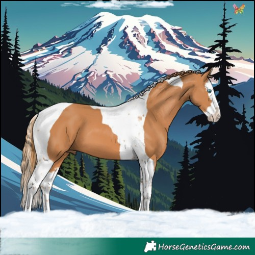 Horse Color:Chestnut Splash Tobiano