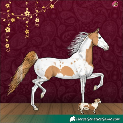 Horse Color:Chestnut Splash Tobiano 