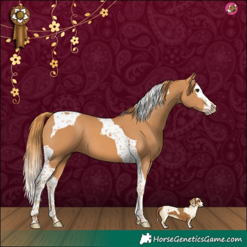 Horse Color:Chestnut Splash Tobiano 