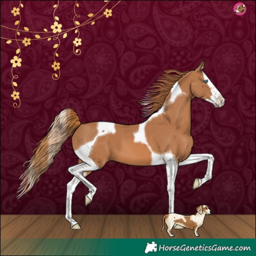 Horse Color:Chestnut Splash Tobiano