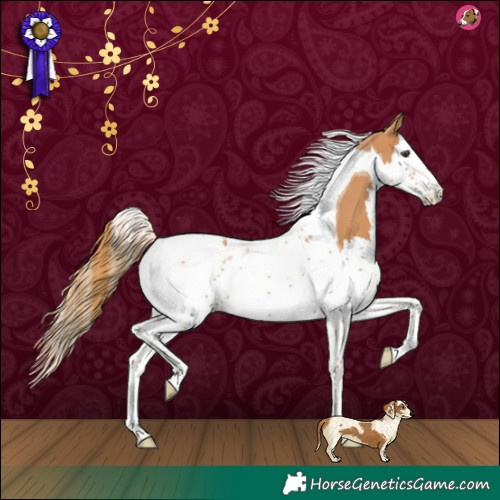 Horse Color:Chestnut Splash Tobiano 