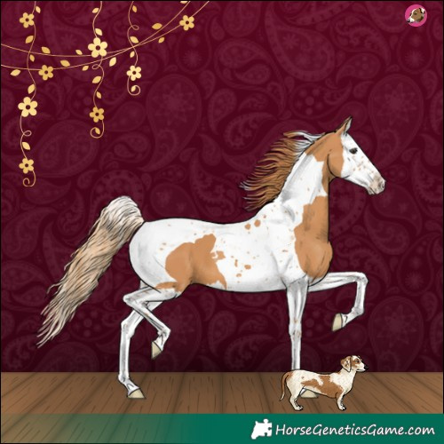 Horse Color:Chestnut Splash Tobiano 