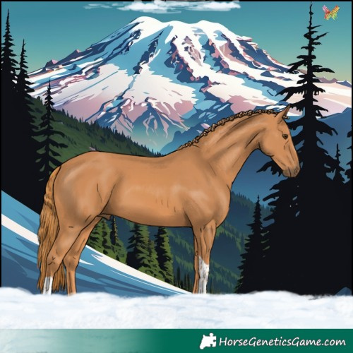 Horse Color:Chestnut Tobiano