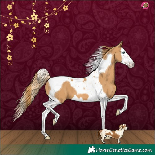 Horse Color:Chestnut Splash Tobiano 
