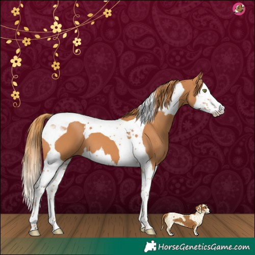 Horse Color:Chestnut Splash Tobiano 
