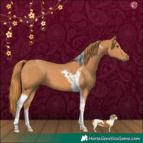 Horse Color:Chestnut Tobiano 