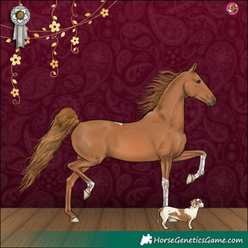 Horse Color:Chestnut Tobiano