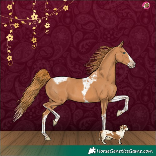 Horse Color:Chestnut Splash Tobiano 