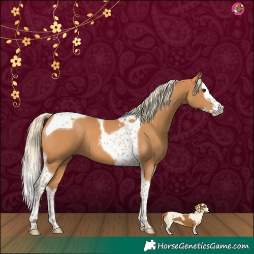 Horse Color:Chestnut Splash Tobiano
