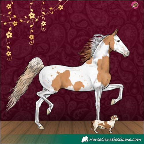 Horse Color:Chestnut Splash Tobiano