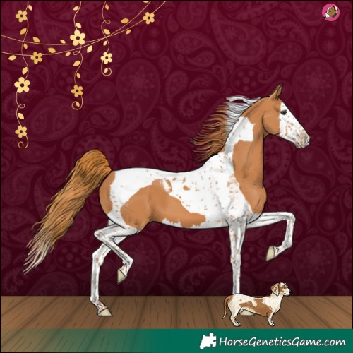 Horse Color:Chestnut Splash Tobiano 