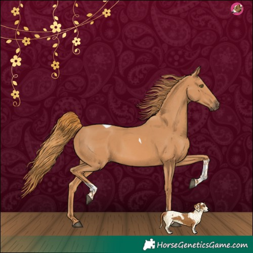 Horse Color:Chestnut Tobiano