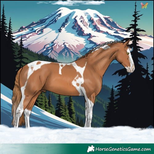 Horse Color:Chestnut Splash Tobiano 