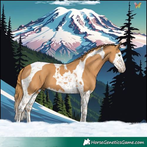 Horse Color:Chestnut Splash Tobiano