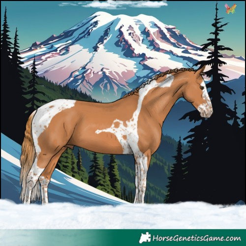 Horse Color:Chestnut Splash Tobiano