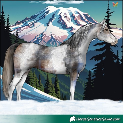 Horse Color:Plaid  White Spotted Brown 