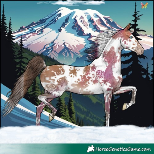 Horse Color:Sable Champagne Splash Tobiano