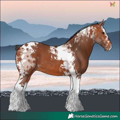 Horse Color:Bay Splash Tobiano 