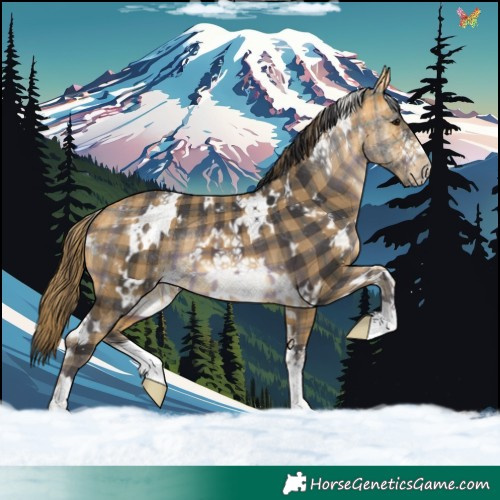Horse Color:Plaid White Spotted Buckskin