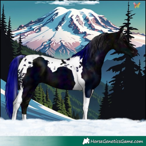 Horse Color:Midnight Buckskin Ice Tobiano 