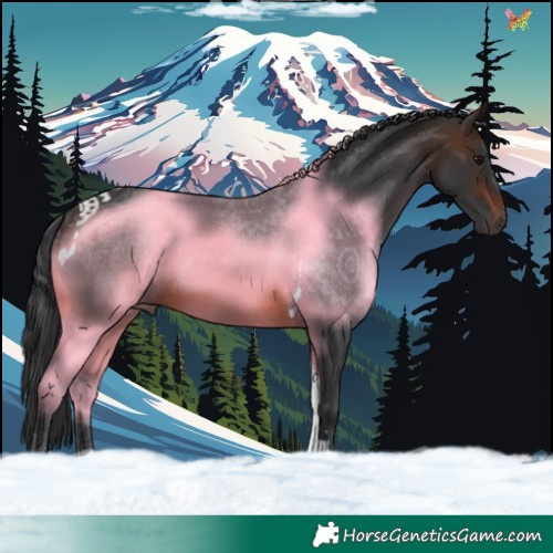 Horse Color:Brown Tobiano
