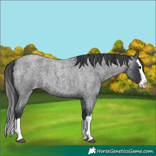 Horse Color:Blue Roan Splash Varnish 