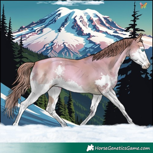 Horse Color:Watercolor Buckskin Pearl Splash 