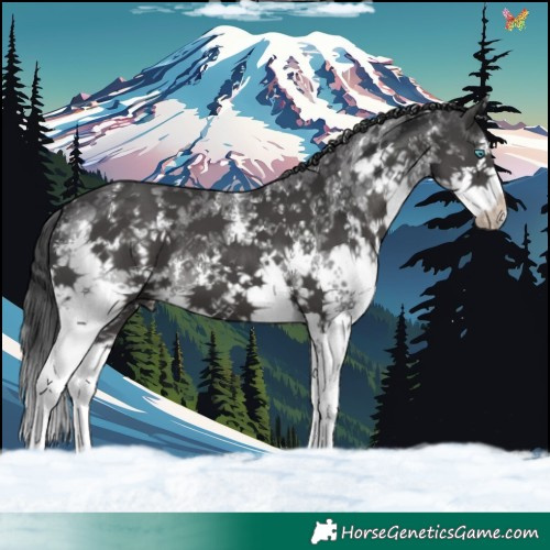 Horse Color:Black Sabino Splash 