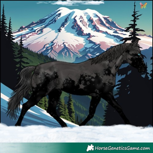 Horse Color:Void Black Splash