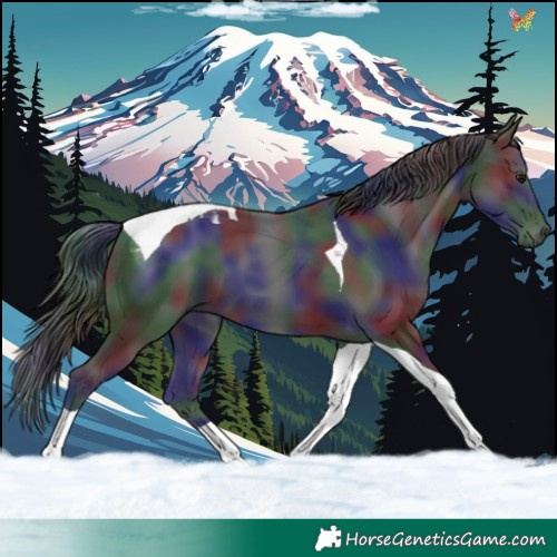 Horse Color:Nacre Smoky Black Tobiano 