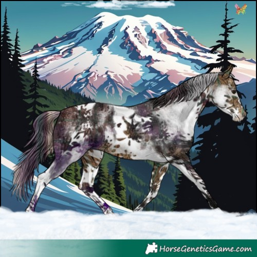 Horse Color:Plaid  White Spotted Buckskin Ice Tobiano 